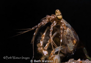 Snapping Mantis Shrimp (stomatopods) by Beth Watson 